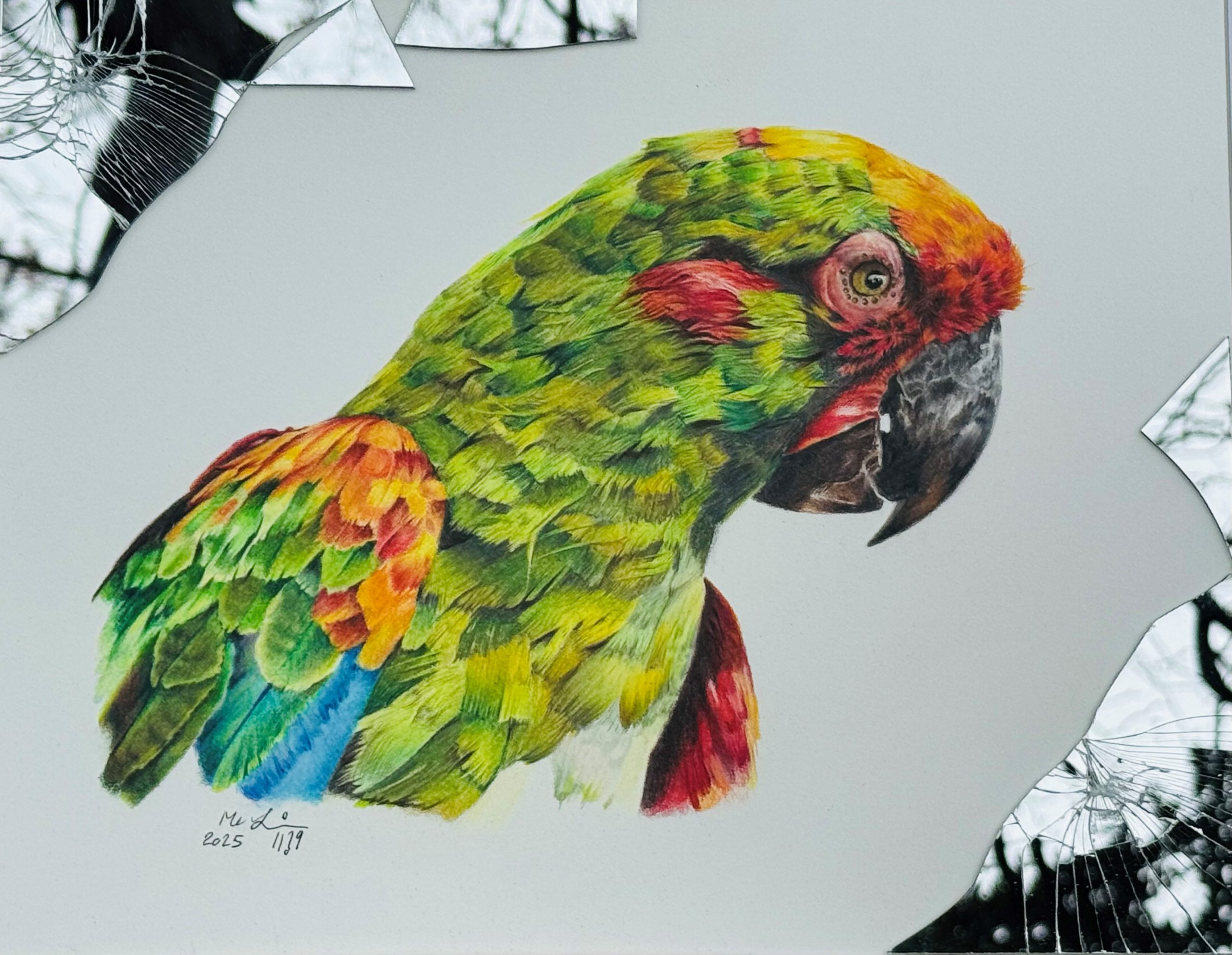 Morravej-macaw Morravej-macaw